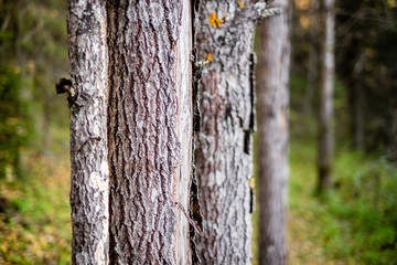 pine trunks in a close-up forest