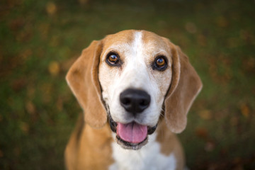 Portrait of a Beagle dog