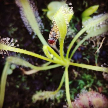 Mosca catturata da pianta carnivora