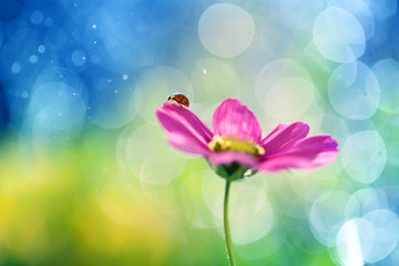 Little Ladybug on a wing  © bluejeansw