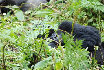gorila de montaña Uganda