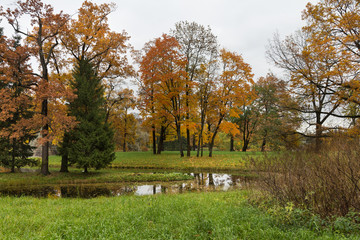 Autumn forest in Pushkin, Saint-Petersburg, Russia
