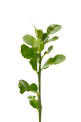 Lime leaf on white background