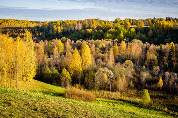 autumn forest with green yellow and red trees