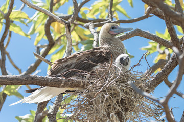 
Red-footed Booby, mother hatching baby, beautiful exotic birds in an atoll in French Polynesia 

