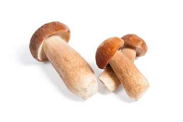 Several porcini mushrooms known as boletus edulis isolated on white background.