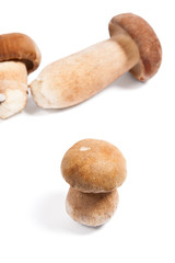 Fototapeta premium Several porcini mushrooms known as boletus edulis isolated on white background.