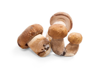 Several porcini mushrooms known as boletus edulis isolated on white background.
