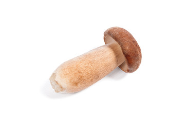 Single Porcini mushroom known as boletus edulis isolated on white background.