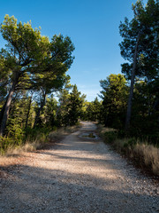 Gravel road with pine trees on sunny day