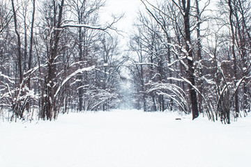 Falling snow in a winter park with snow covered trees, slow motion