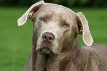 Labrador