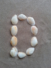 alphabet buchstabe D aus muscheln im strandsand © Detlef