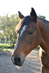 Fototapeta premium Pferdekopf