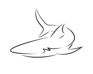 Black line shark on white background. Hand drawing vector graphic.