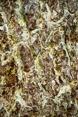 Background of the bark of a tree, old bark. Close-up.