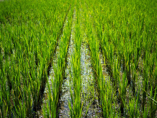 Obraz premium Green nature landscape with Paddy jasmine rice field in Thailand