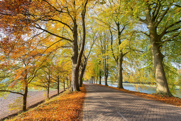 Dutch road with beech trees in autumn