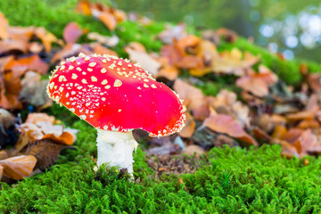 Fly agaric in moss with fall leaves