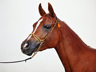 Arabian Horse. Portrait of bay stallion in a paddock. Egypt 