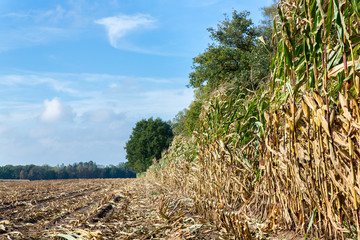 Obraz premium Field with corn stubbles and plants
