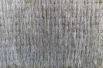 Fence of dried plants