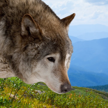 Head of wolf  against wildness