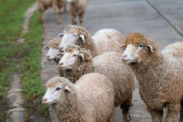 Obraz premium white sheep walking on a road in nature on meadow. On the hill outdoor