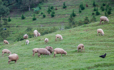 Sheep in nature on meadow. On the  hill outdoor.