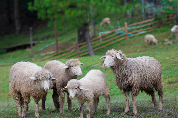 Obraz premium Sheep in nature on meadow. On the hill outdoor.