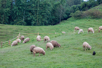 Obraz premium Sheep in nature on meadow. On the hill outdoor.