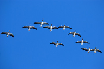 Flying geese