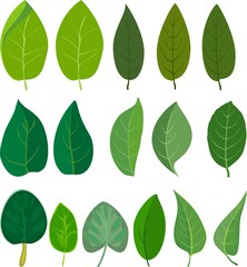 Set of different green leaves on white background