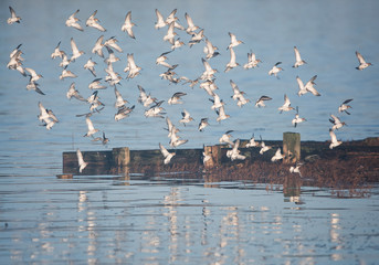 Dunlin, Calidris alpine