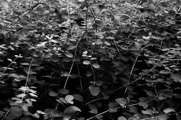 Abstract black and white background with leaves