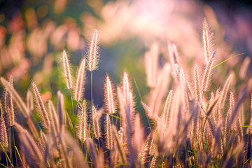 grass flower in the sunset