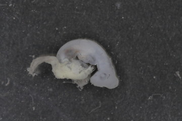 bearded dragon embryo