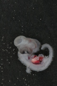 Bearded Dragon Embryo