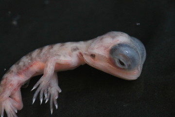 bearded dragon embryo