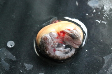 bearded dragon embryo