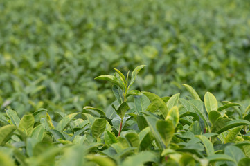 Green tea plant