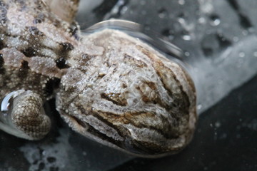 bearded dragon embryo