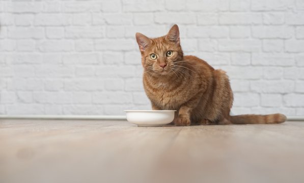 Rot getigerte Katze sitzt hungrig vor wei&szlig;em Futternapf.