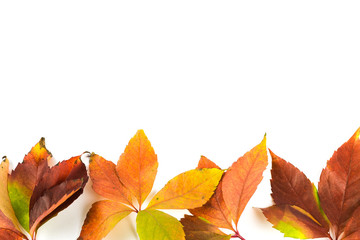 Autumnal leaves on white background with copy space