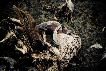 flamingo carcass along the salt shore of the lake