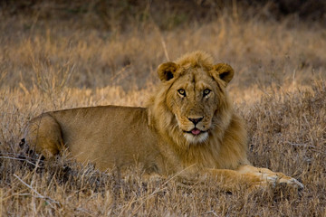 Young male lion resting after courtship #2