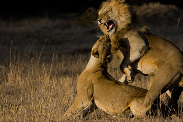Lion and lioness after copulation
