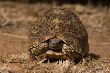 Turtle nesting in the shell in the middle of the savannah