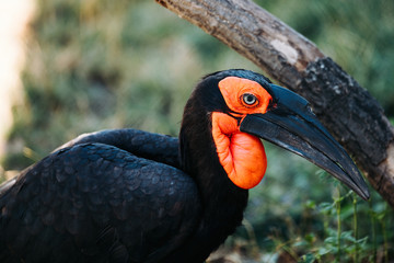 Side view of southern ground hornbill standing in nature