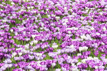 Naklejka premium Crocuses on a field